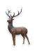 Deer memorial statue in bronze - limited availability