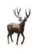 Bronze deer memorial statue - limited availability