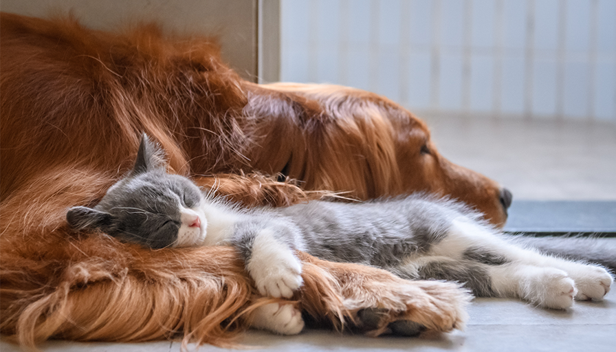 How to Choose the Right Pet Sized Urn